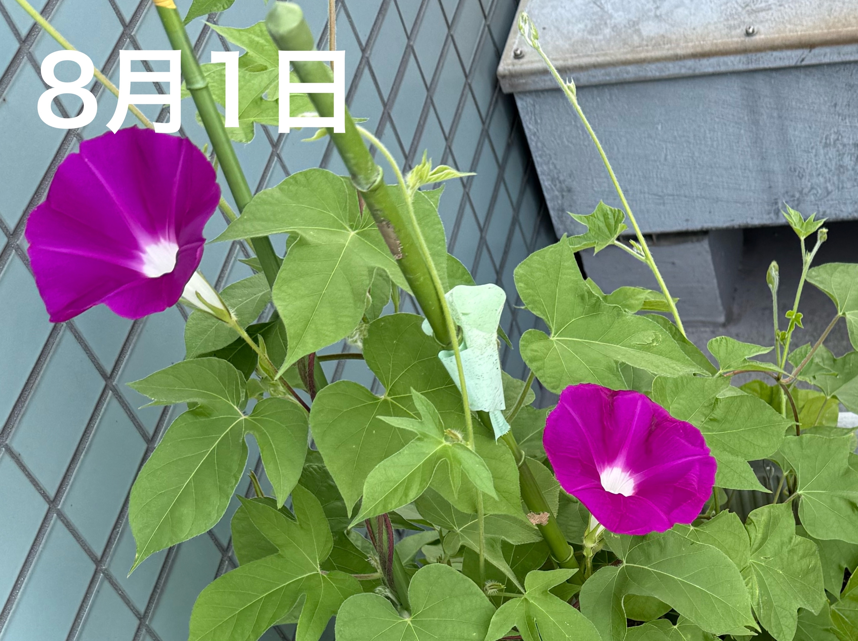 あさがお