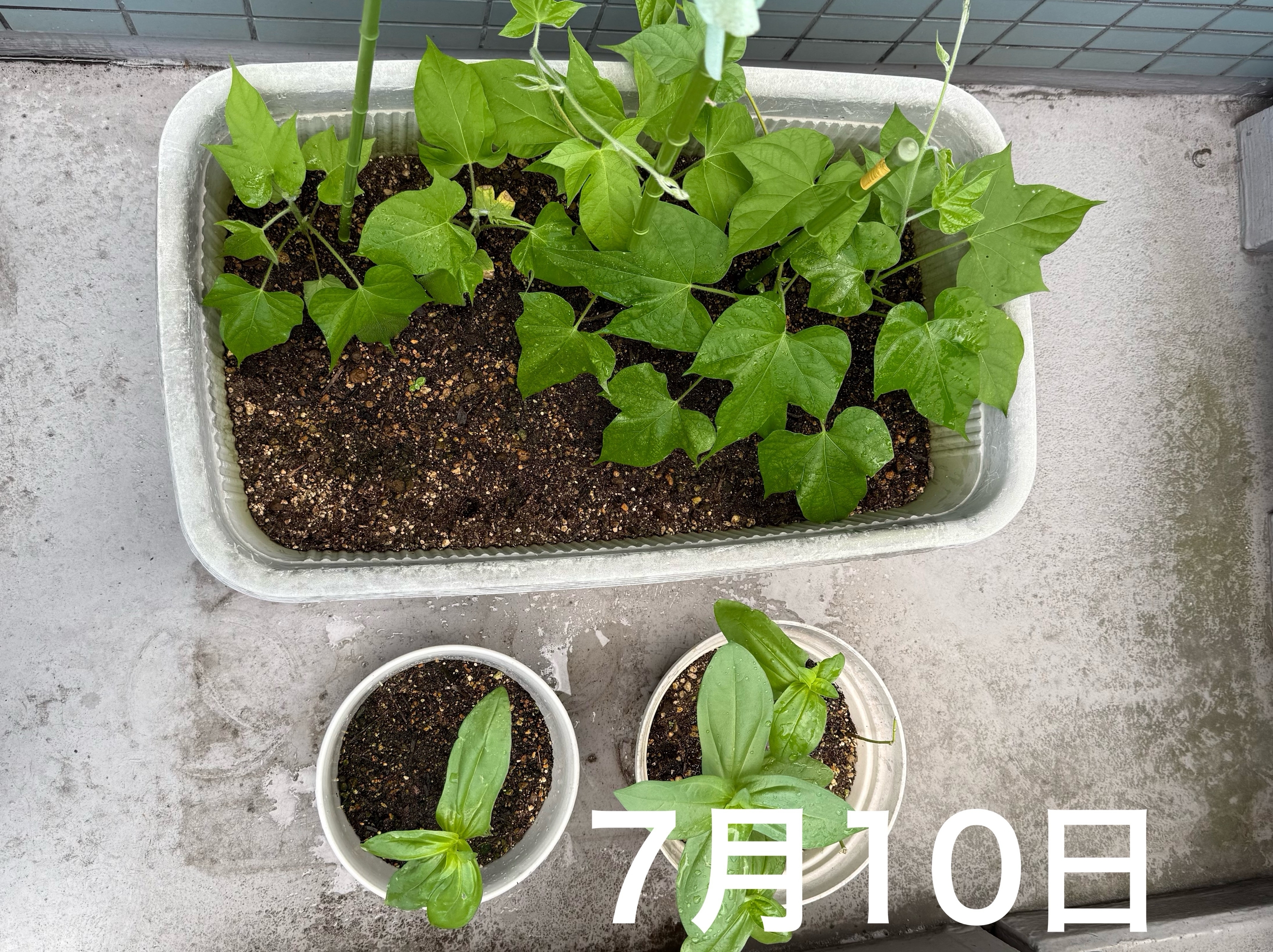 あさがお１